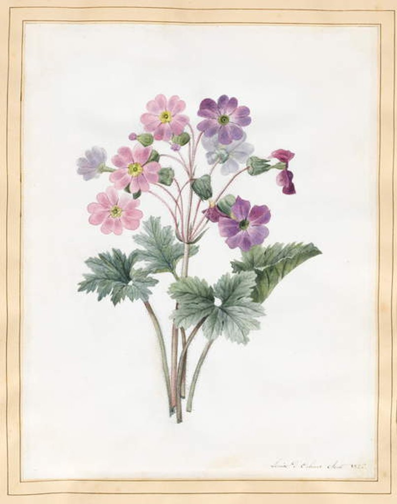 Detail of Hybrid Auricula by Louise D'Orleans