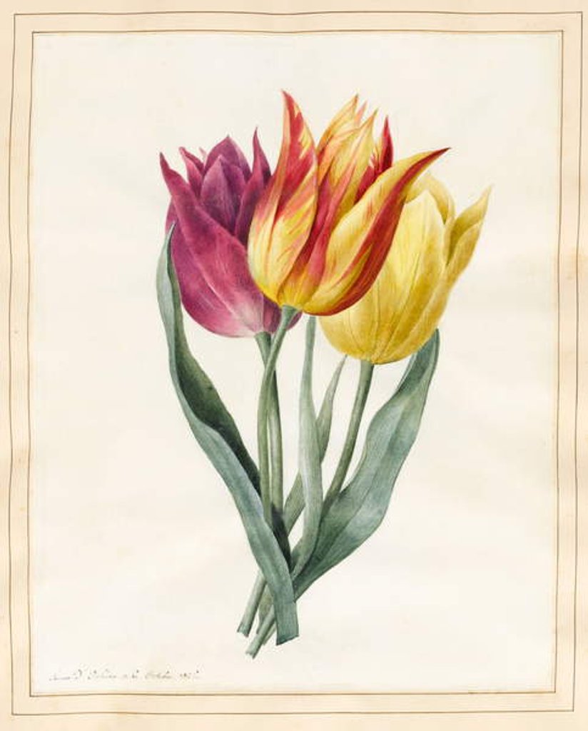 Detail of Three Lily Tulips by Louise D'Orleans