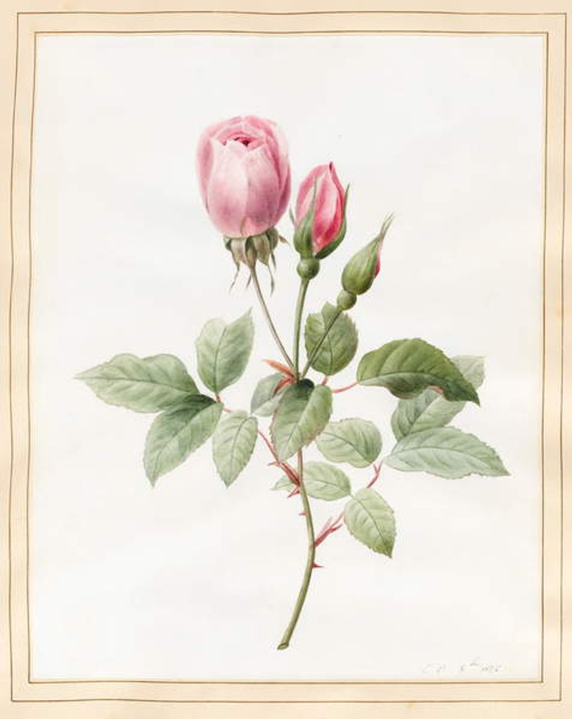 Detail of Pink Rose and Buds, 1826 by Louise D'Orleans