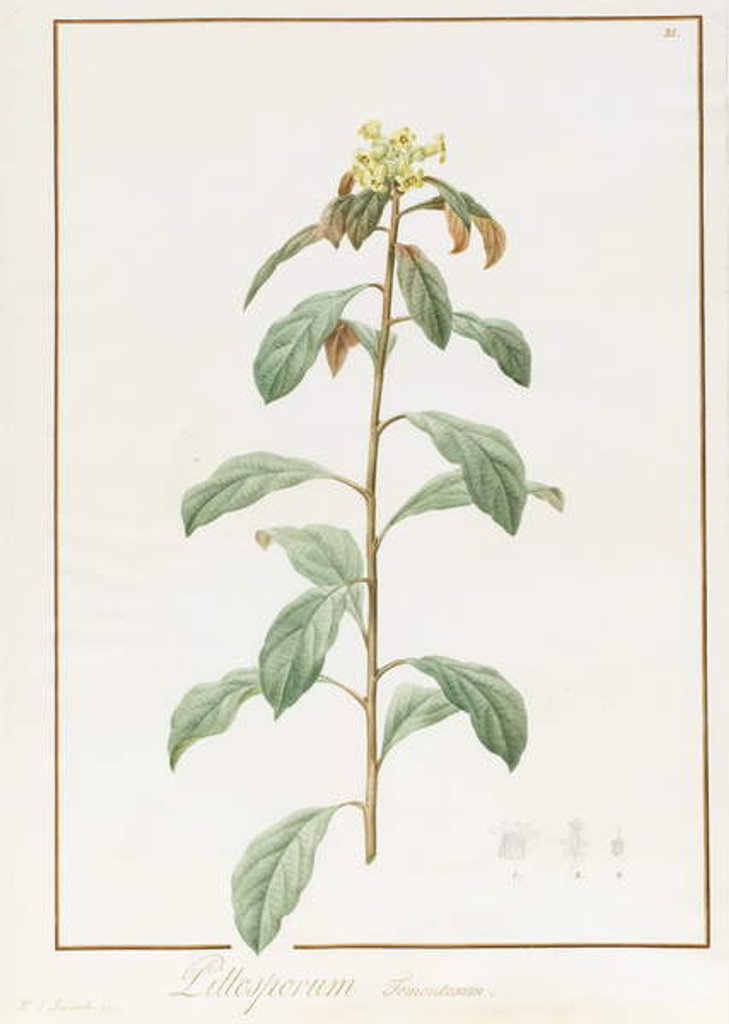 Detail of Paeonia Moutan var. B. Paeonia Suffruticosa, 1812 by Pierre Joseph Redouté
