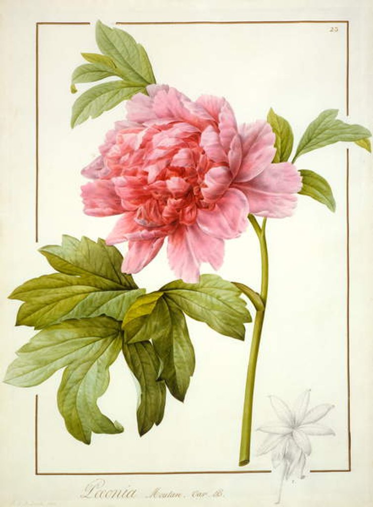 Detail of Paeonia Suffruticosa, 1812 by Pierre Joseph Redouté