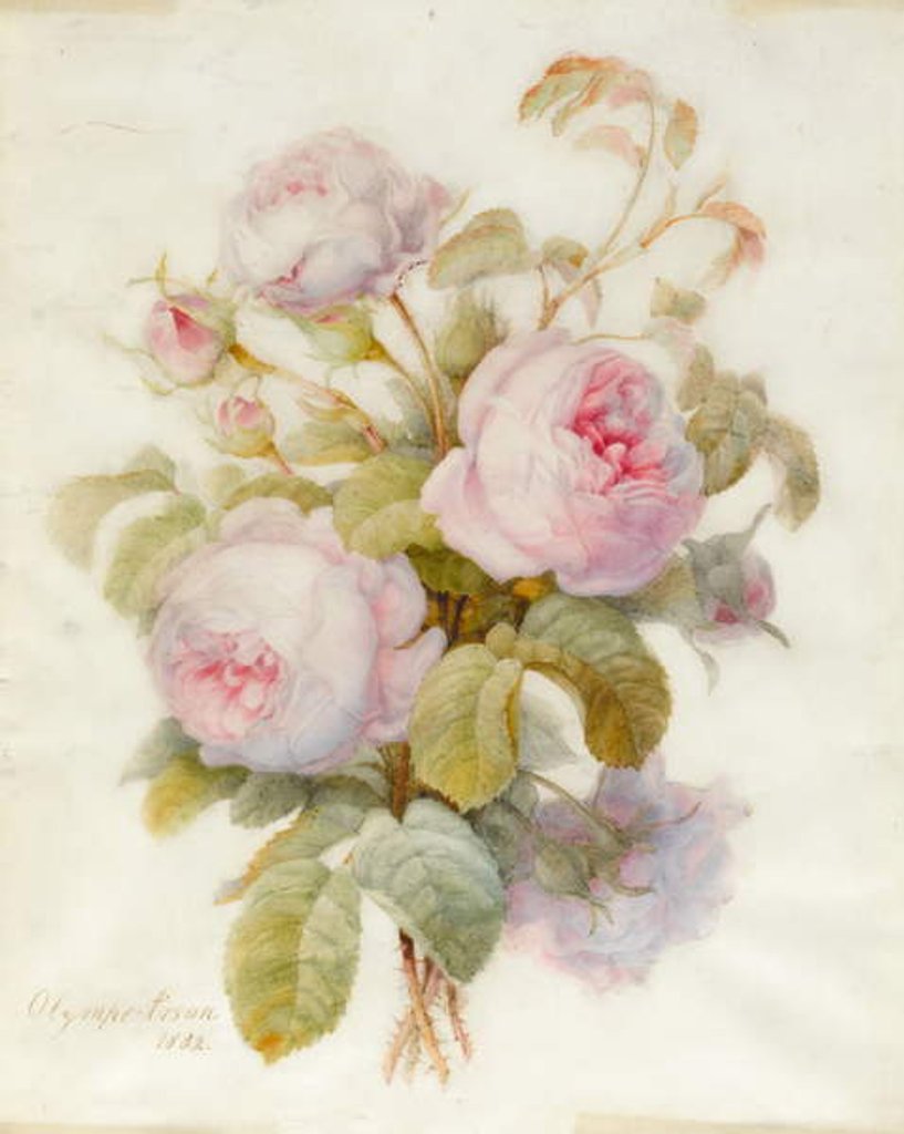Detail of Bunch of Centifolio Roses, 1832 by Olympe Arson