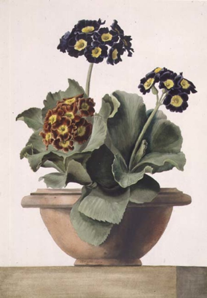 Detail of PD.199-1973 Potted Auricula, 1817 by Pancrace Bessa