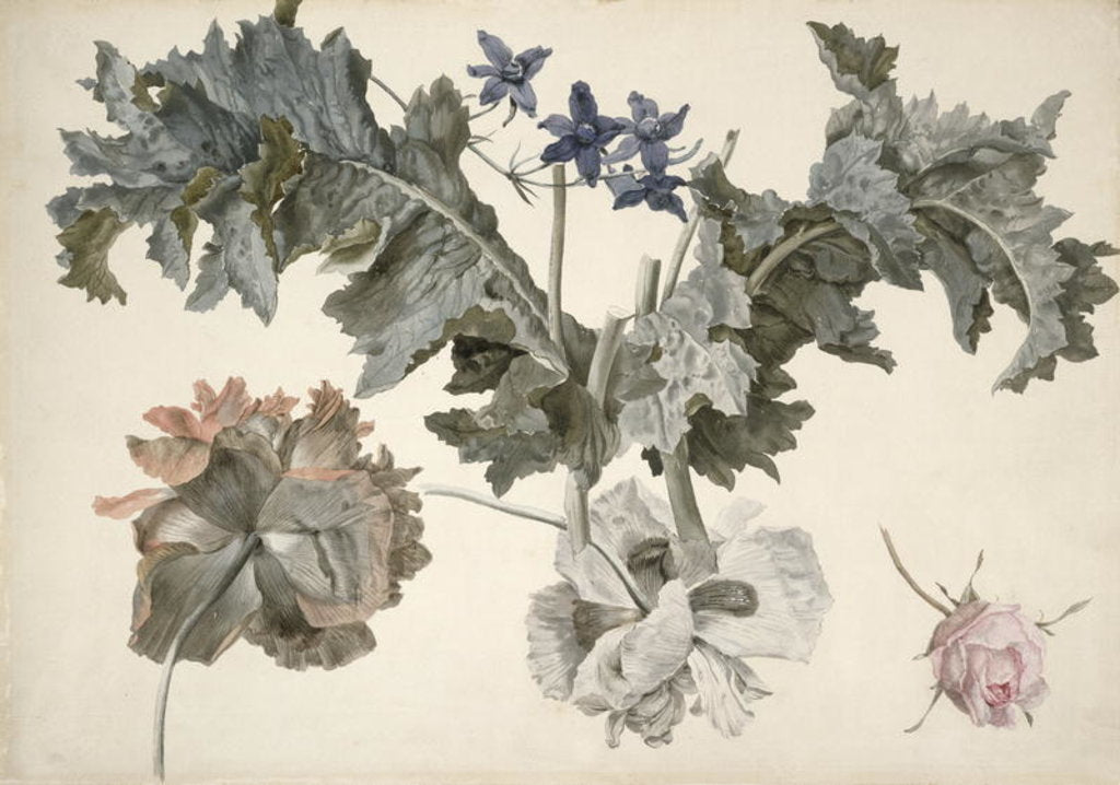 Detail of Double-flowered opium poppies, poppy leaves, delphinium and a rosebud by Eelke-Jelles Eelkema