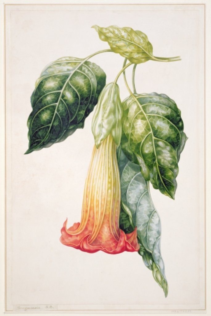 Detail of PD.993-1973 Thorn Apple flower from Ecuador, Datura rosei by Augusta Innes Withers