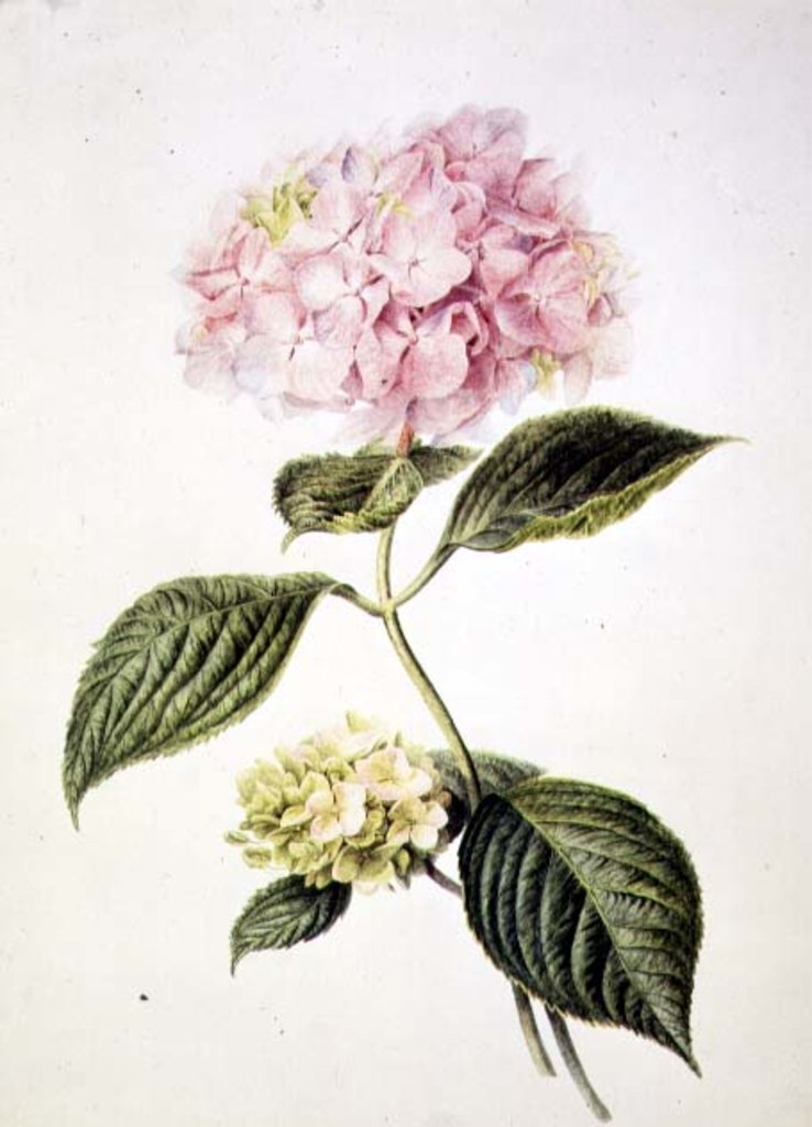 Detail of PD.64-1975 Hydrangea hortensia by Arnoldus Bloemers