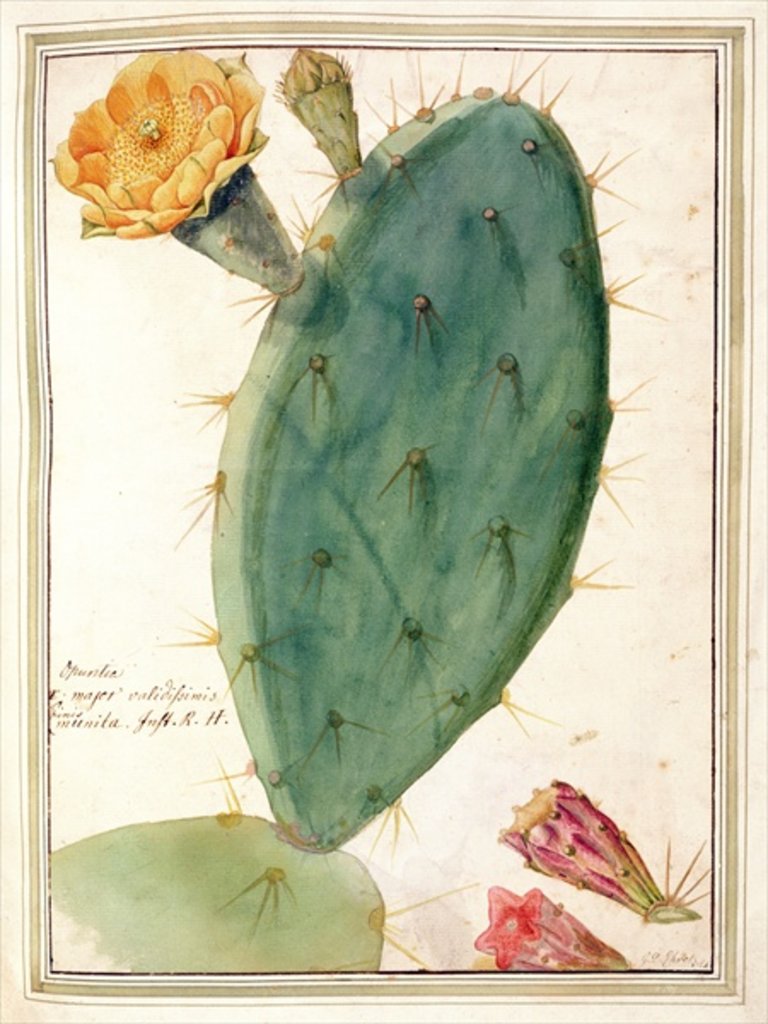 Detail of PD.115-1973. f38 Detail of Cactus with Orange Flower, c.1764 by Georg Dionysius Ehret