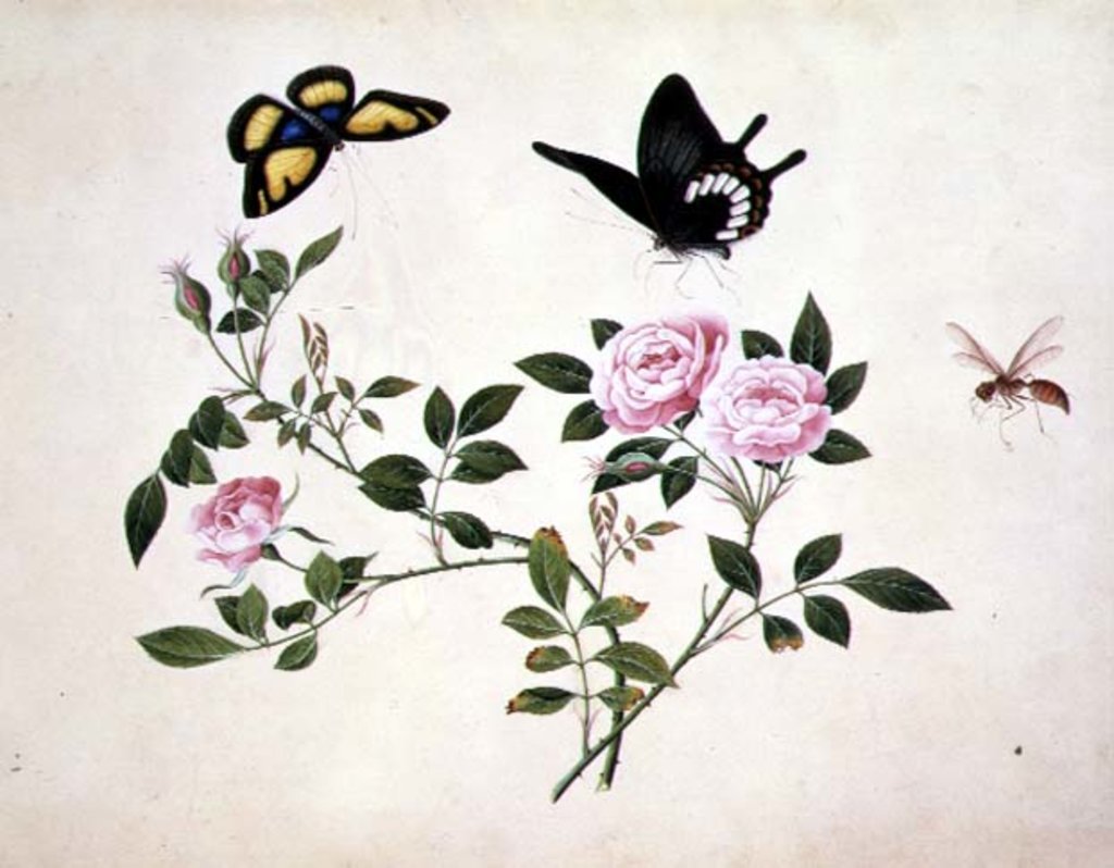 Detail of PD.273-1973 Roses in Bud and Bloom with Butterflies and Insects by School Chinese
