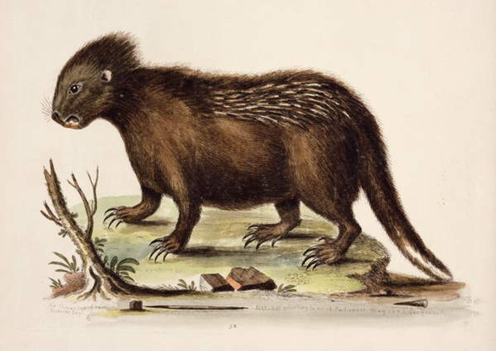 Detail of Hudson Bay Porcupine, 1742 by George Edwards