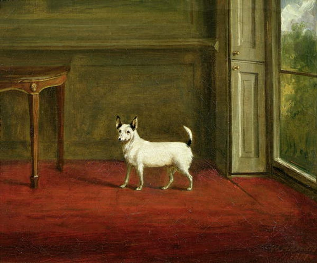 Detail of Portrait of a Jack Russell Terrier 1814 by William Henry Davis