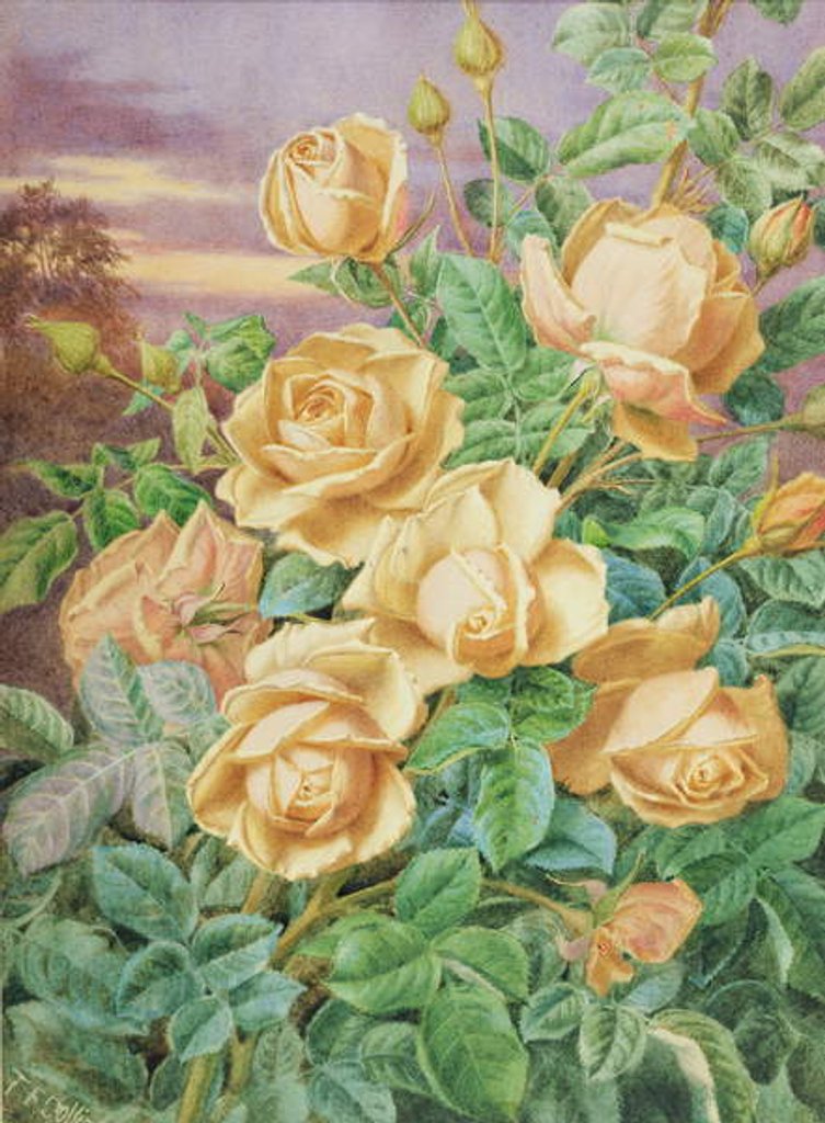 Detail of Yellow Roses by Thomas Frederick Collier