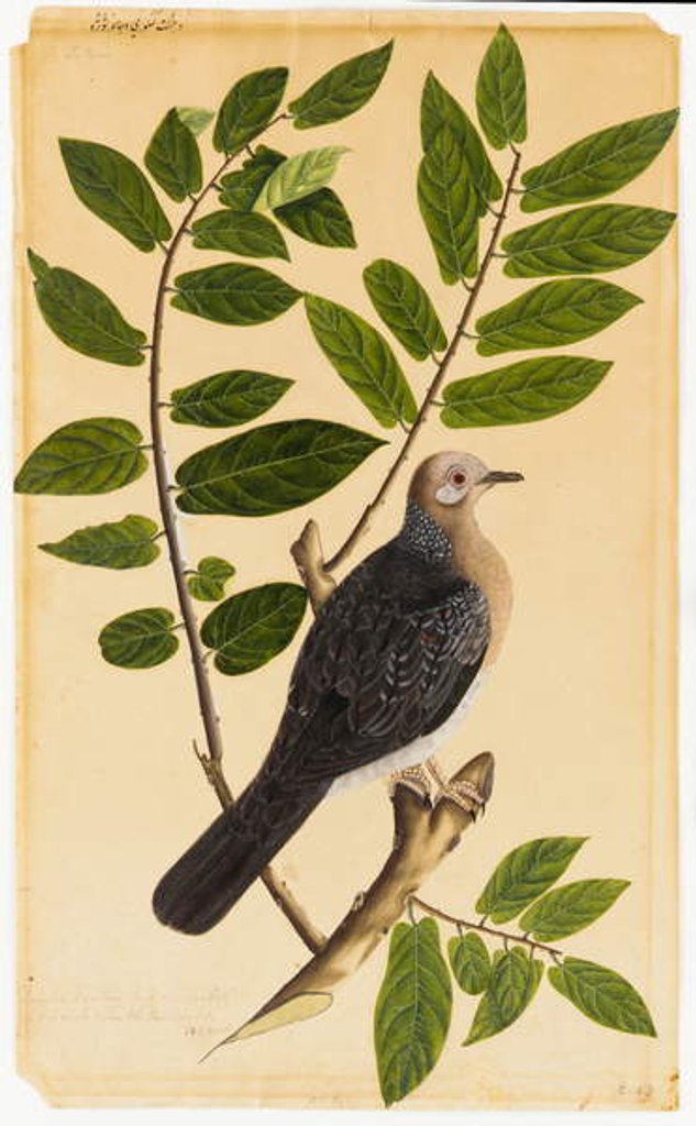 Detail of A Turtur by Indian School