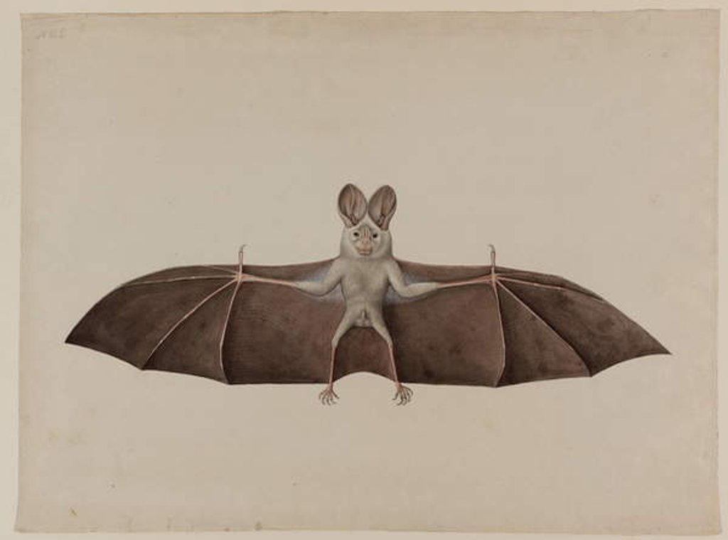 Detail of Asian Lesser False Vampire Bat, c.1790 by Indian School