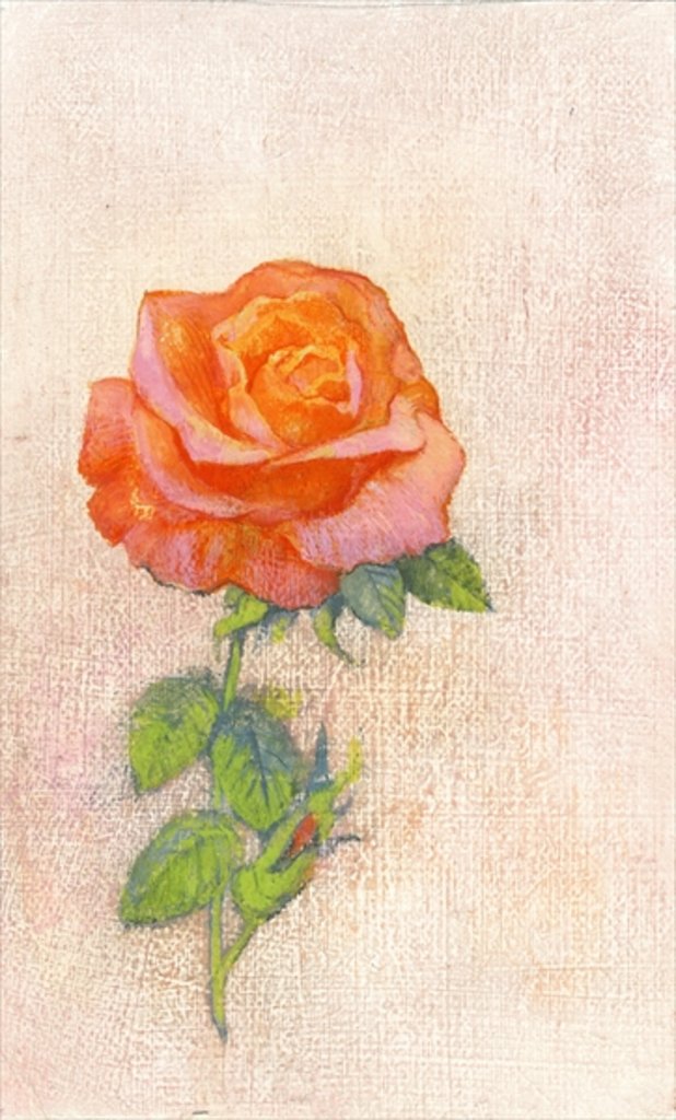 Detail of Pale Rose, 1980s by George Adamson