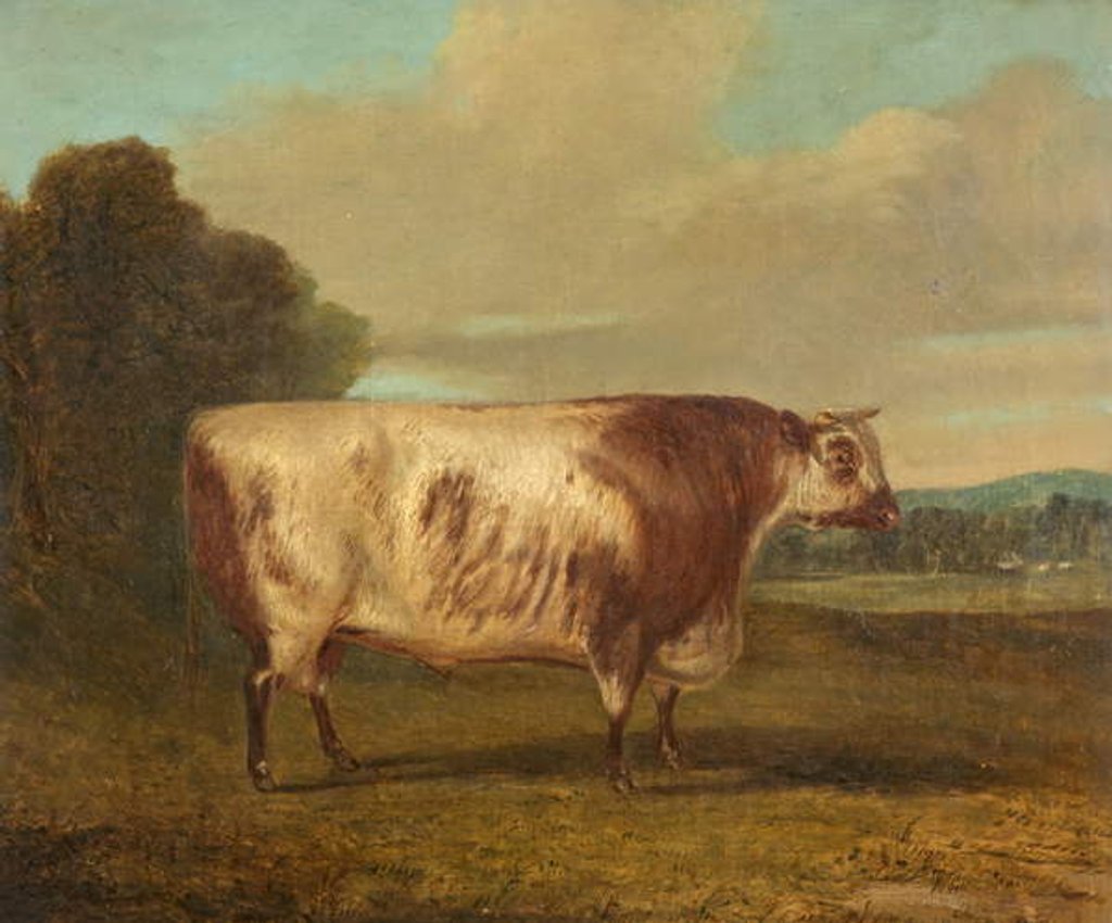 Detail of A Bull, 1862 by Richard Whitford