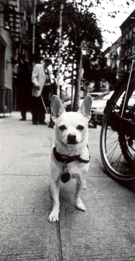 Detail of New York Dog, 2006 by James Galloway