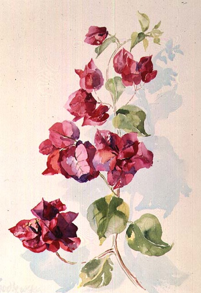 Detail of No.2 Bougainvillea Red by Izabella Godlewska de Aranda