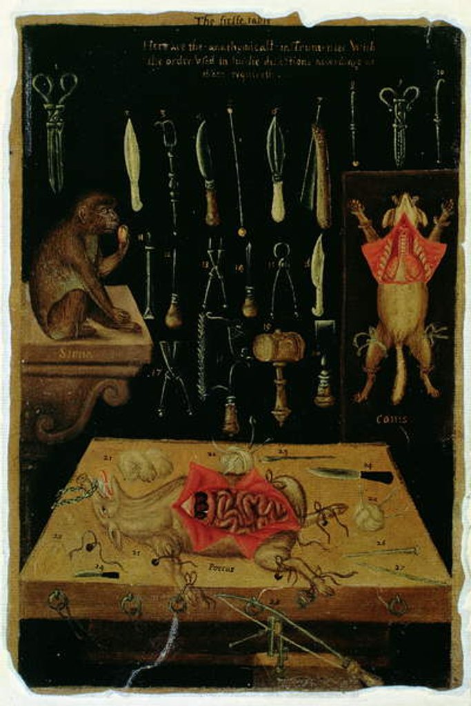 Detail of Ms Hunter 364 Table I Dissection instruments by English School