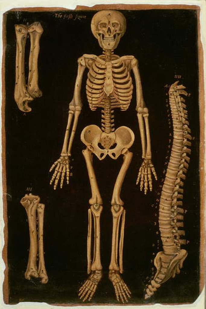 Detail of Ms Hunter 364 Table II Dissection, from Anatomical Tables, by John Banister by English School