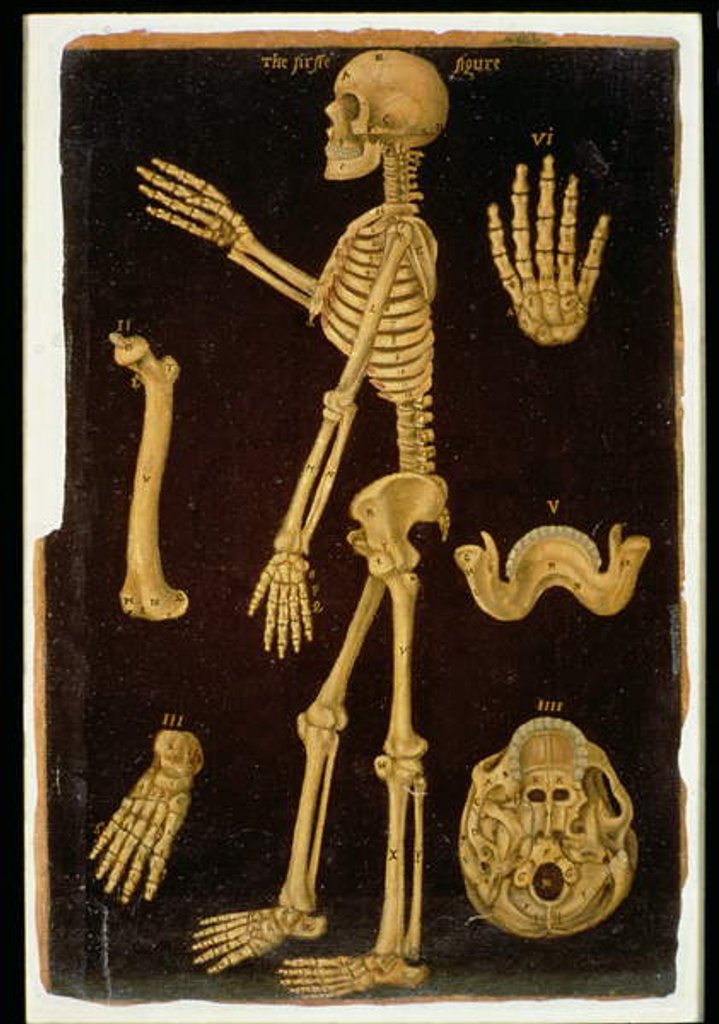 Detail of Ms Hunter 364 Table III Dissection, from Anatomical Tables, by John Banister by English School