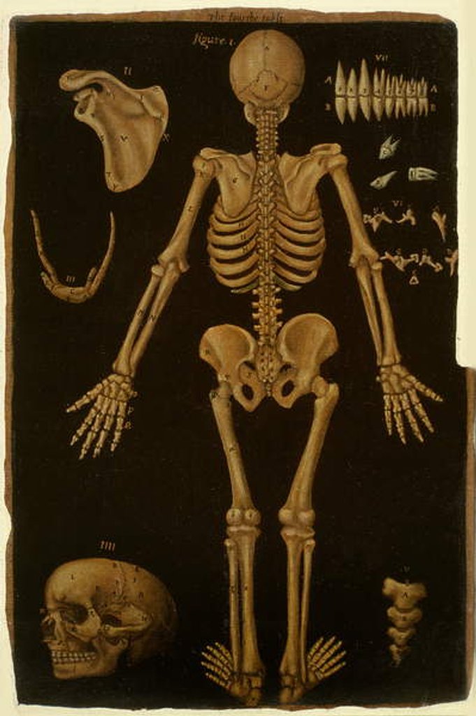 Detail of Ms Hunter 364 Table IV, from Anatomical Tables, by John Banister by English School