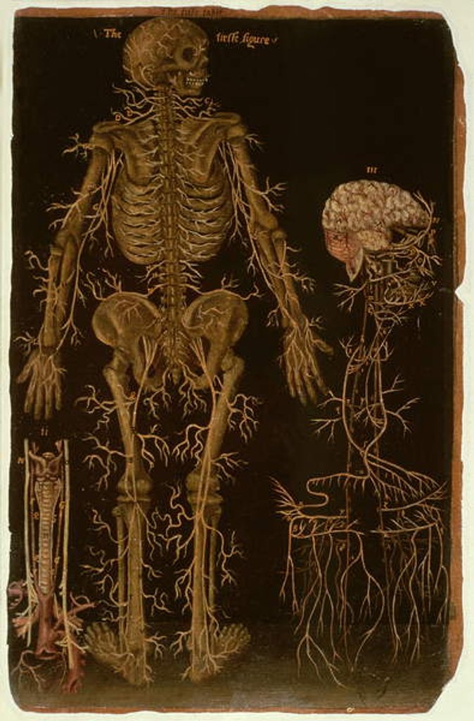 Detail of Ms Hunter 364 Table V Dissection, from Anatomical Tables, by John Banister by English School