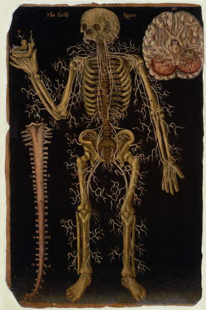 Detail of Ms Hunter 364 Table VI Dissection, from Anatomical Tables, by John Banister by English School