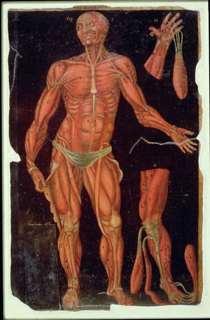 Detail of Ms Hunter 364 Table VII Dissection, from Anatomical Tables, by John Banister by English School