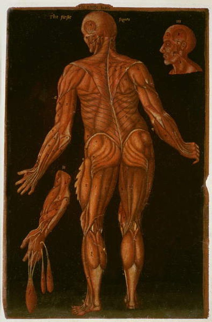 Detail of Ms Hunter 364 Table VIII Dissection, c.1170 by English School