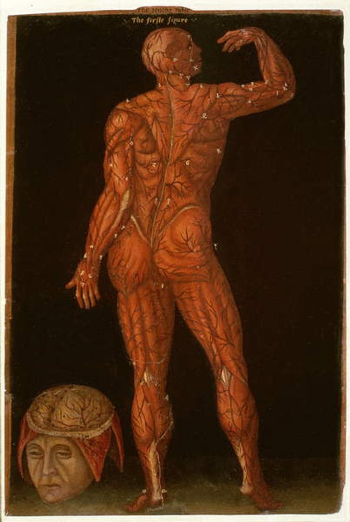 Detail of Ms Hunter 364 Table X Dissection by English School