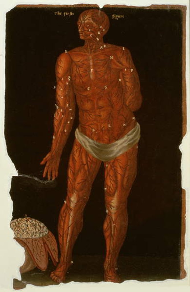 Detail of Ms Hunter 364 Table XI Dissection by English School