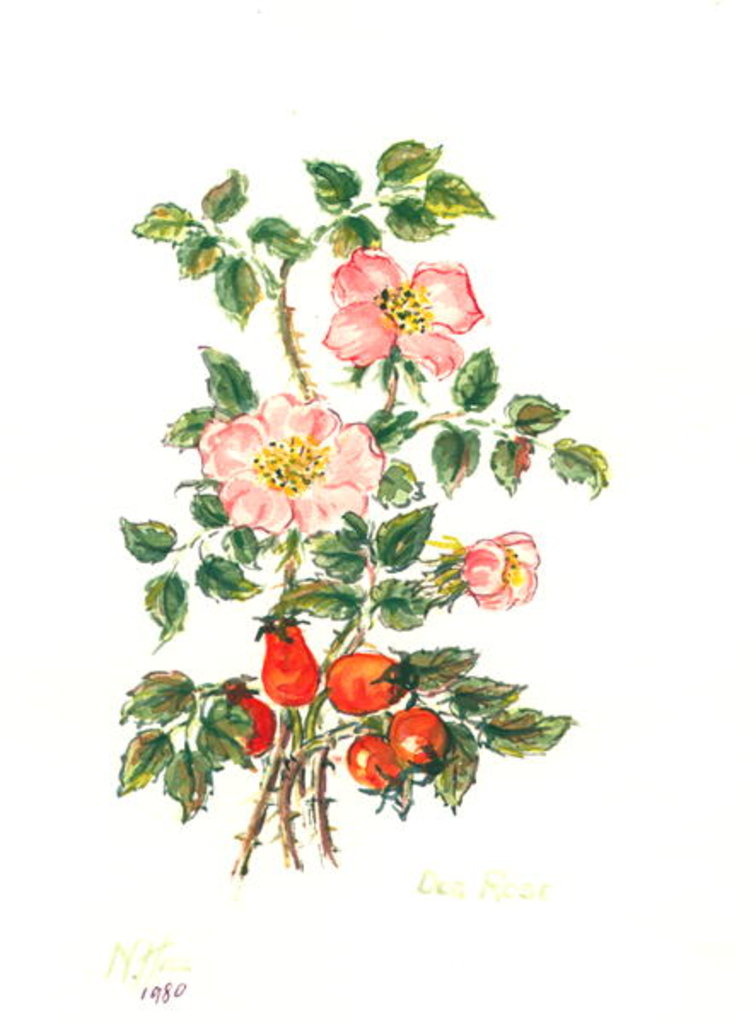 Detail of Dog Rose, 1980 by Nell Hill