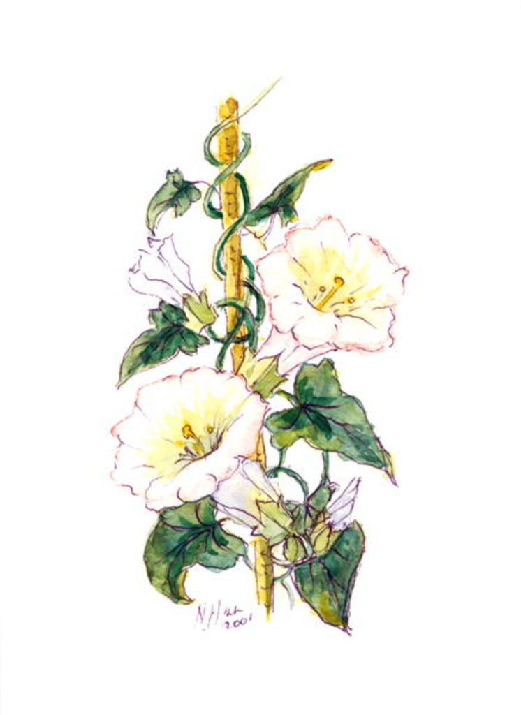 Detail of Convulvulous, 2001 by Nell Hill