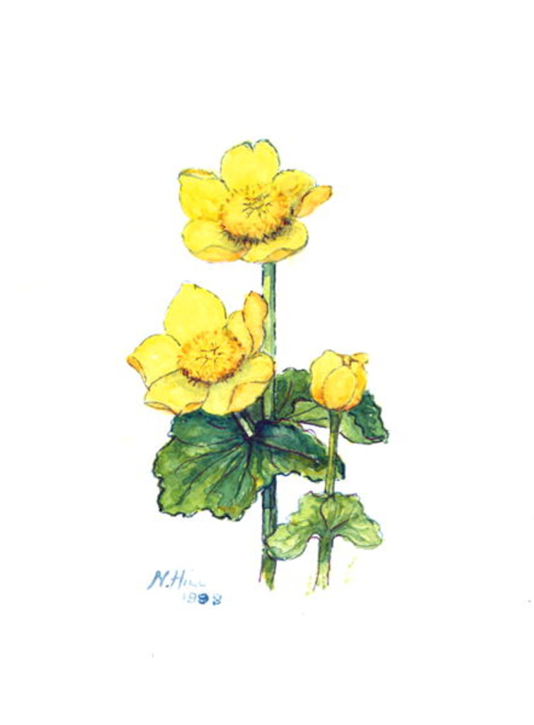 Detail of Marsh Marigold, 1998 by Nell Hill