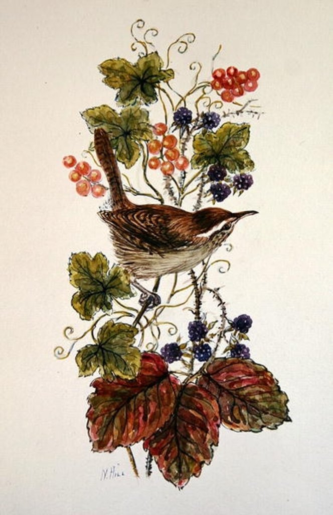 Detail of Wren on a spray of berries by Nell Hill