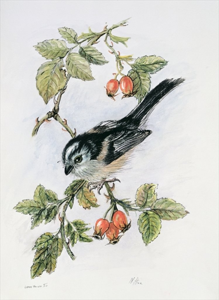 Detail of Long-tailed tit and rosehips by Nell Hill