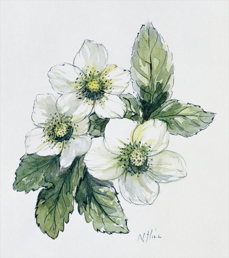 Detail of Christmas rose by Nell Hill