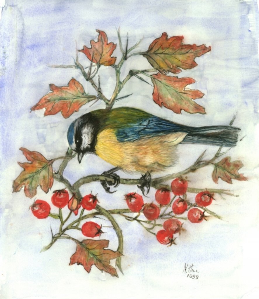 Detail of Blue Tit on Hawthorn by Nell Hill