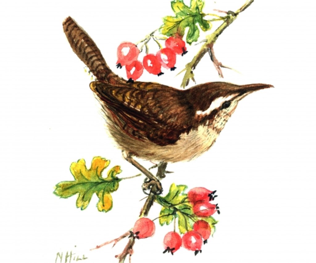 Detail of Wren and rosehips by Nell Hill