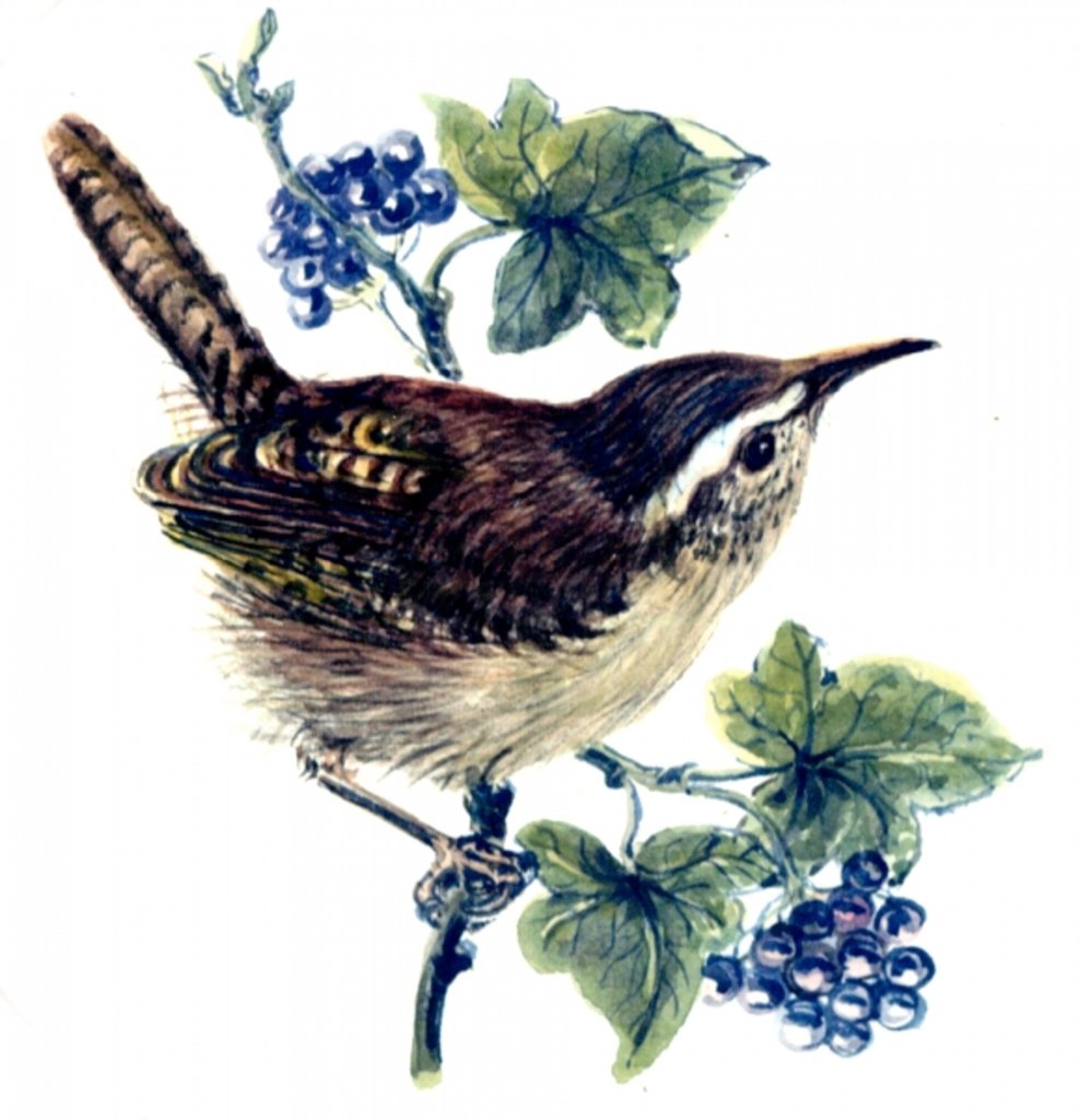 Detail of Wren in the ivy by Nell Hill