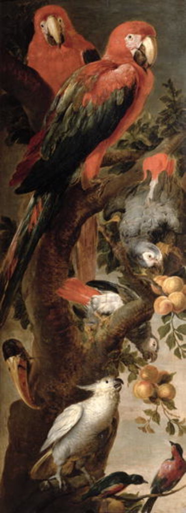 Detail of Macaws and Parrots by Frans Snyders or Snijders