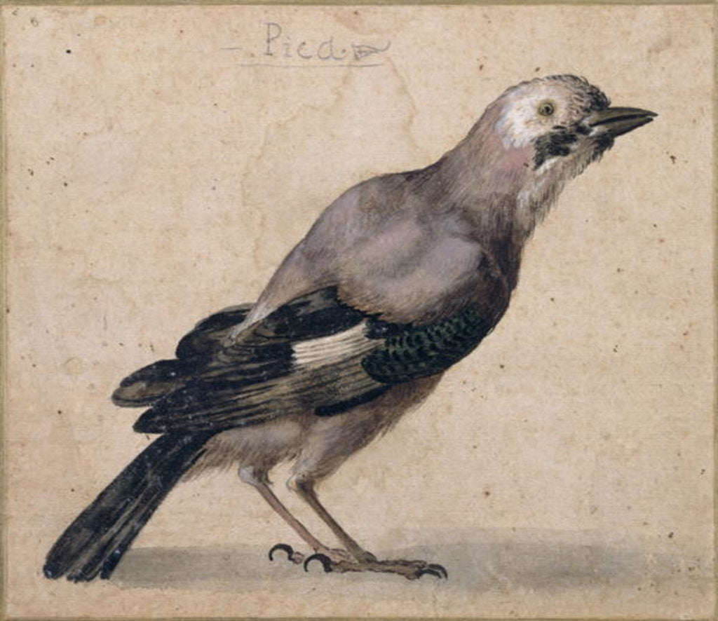 Detail of A Jay by Benedetto Luti