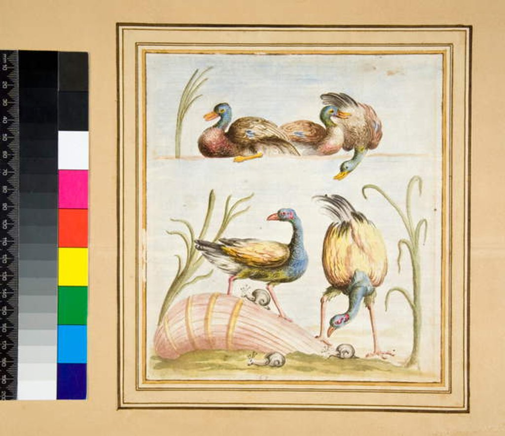 Detail of Copy of a mosaic with birds by Pietro Santi Bartoli