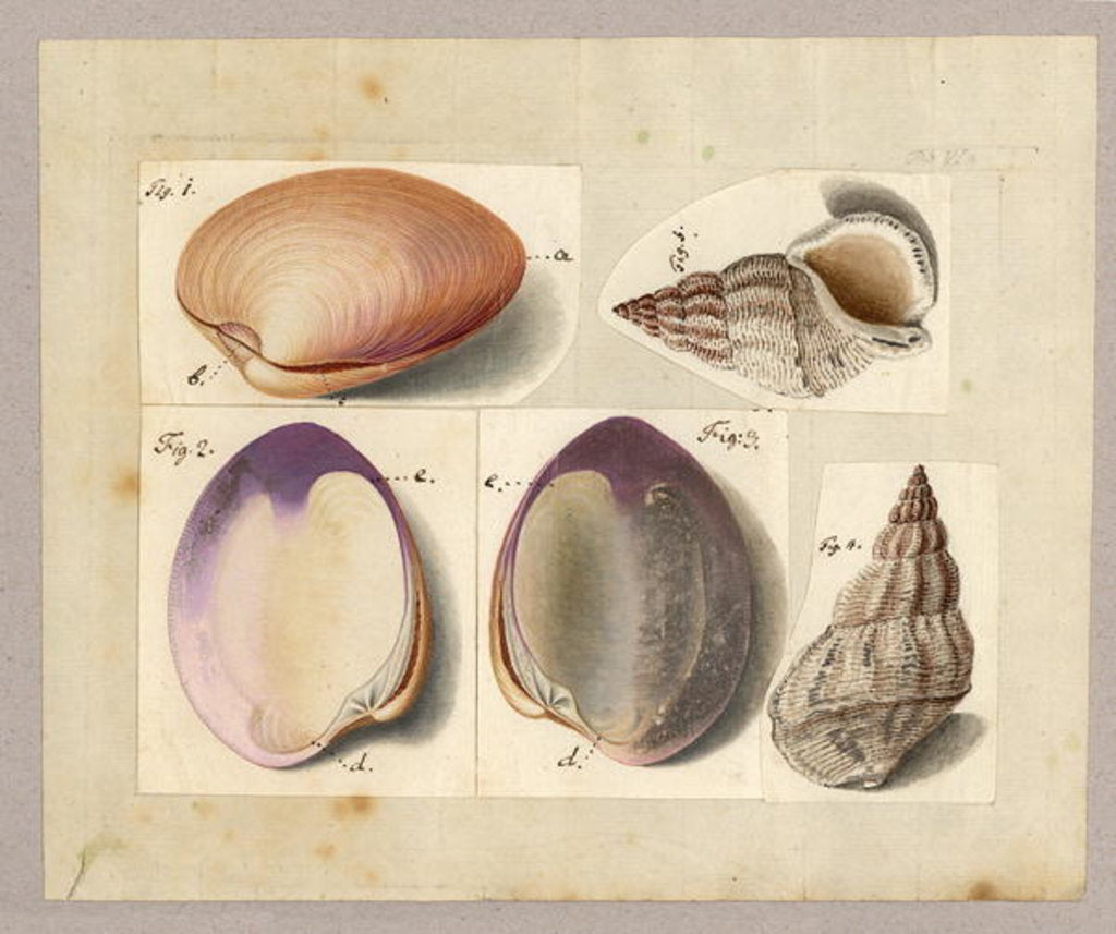Detail of Clam and Sea Snail: Venus Mercenaria Linnaei, Buccino glacioli Linnaei, 1785 by German School