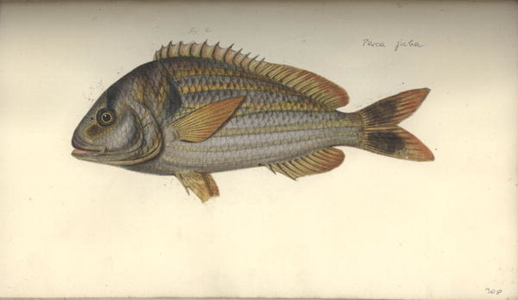 Detail of Perca juba, before 1792 by Johann Friedrich Hennig