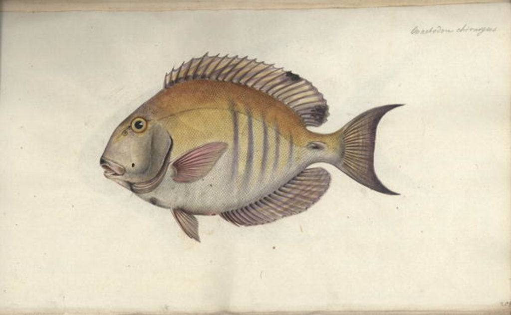 Detail of Chaetodon chirurgus, before 1787 by Friedrich August Kruger