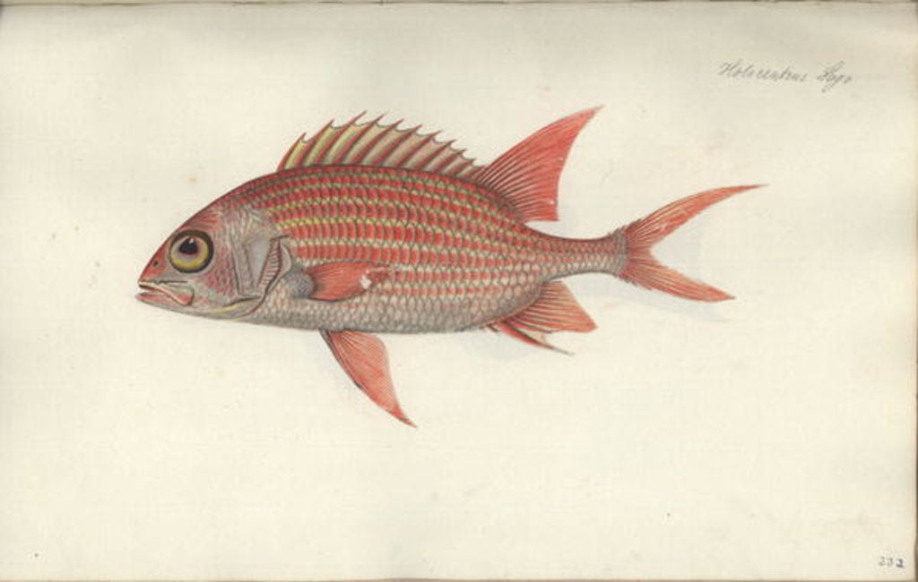 Detail of Holocentrus ascensionis, before 1790 by German School