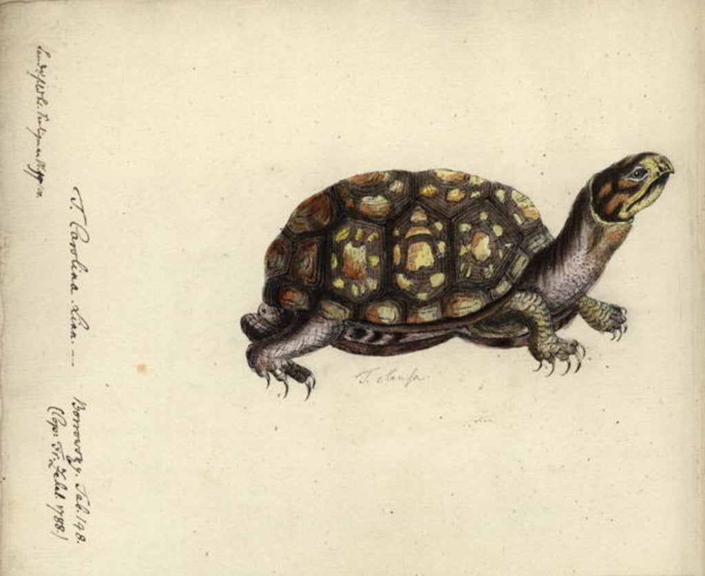 Detail of Terrapene carolina, by Friedrich Zehelein by Daniel Friedrich Sotzmann