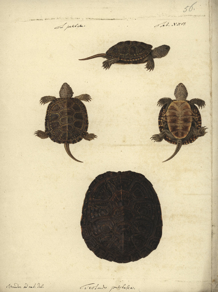 Detail of Emys orbicularis, before 1801 by Friedrich Wilhelm Wunder