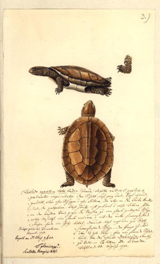 Detail of Platemys platicephala, 1793 by Friedrich August Kruger
